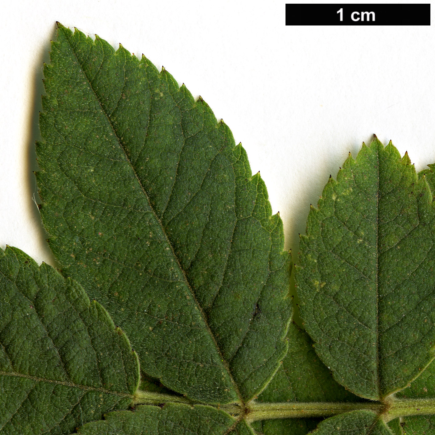 High resolution image: Family: Rosaceae - Genus: Rosa - Taxon: tomentosa High resolution image: Family: Rosaceae - Genus: Rosa - Taxon: tomentosa